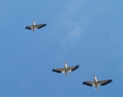 Pelicans fly in formation.