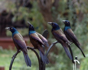 Great-tailed Grackles-3