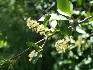 Chokecherry past flower. It took just four days for all the flowers to blossom and drop their petals.