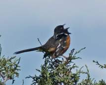 Singing spotted towhee_edited-1