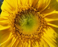 Disk of the sunflowers is made up of spirals of flowers that follow the Fibonacci sequence.