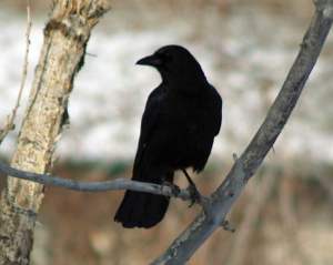 This crow made to most un-crow-like "B'Dong! B'Dong!" call. Some people felt it sounded more like "Hello! Hello! 