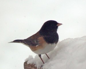 This dark-eyed junco looks more like the next bird, a Rufus-sided towhee than the previous junco. But compare the beaks.