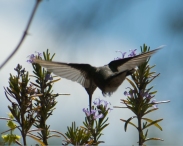 Calliope hummingbird & rosemar-14