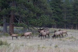 Elk harem in Beaver Meadows.