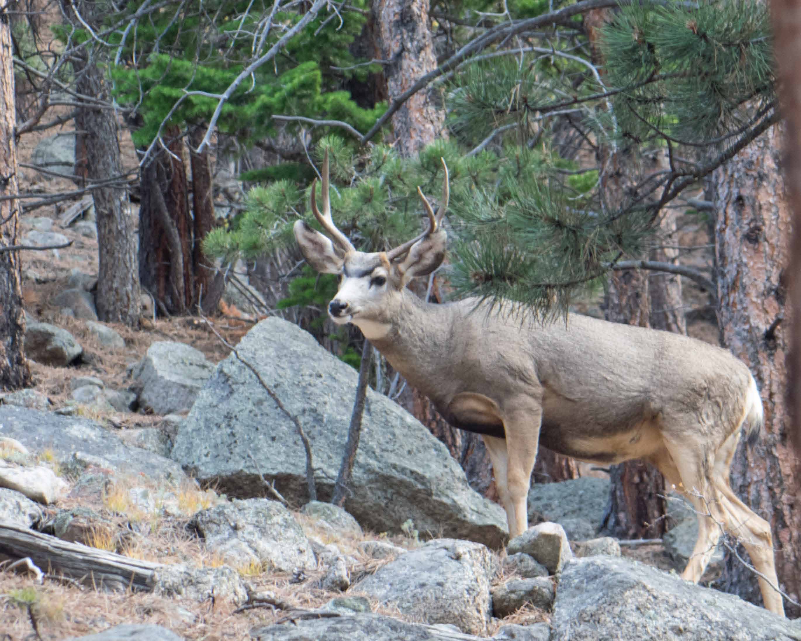mule-deer-buck-ypsilon-trail