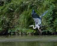 Herons, more than almost any other bird, show me that birds are descended from dinosaurs.