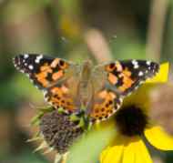 Painted Lady hatch-03