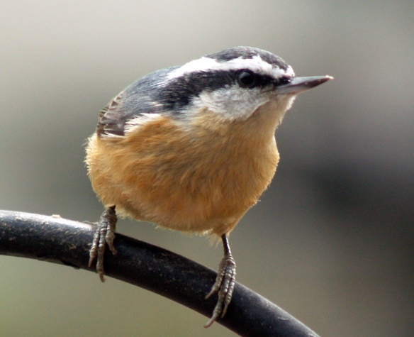 Red breasted nuthatch-2-1-1.JPG