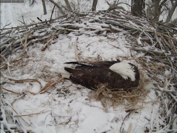 snowy-bald-eagle-nest-colorado-in-depth-and-at-altitude