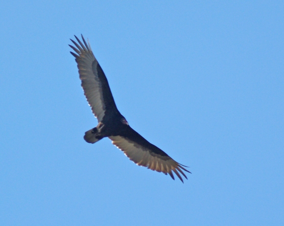 Turkey Vulture soaring-4_edited-1